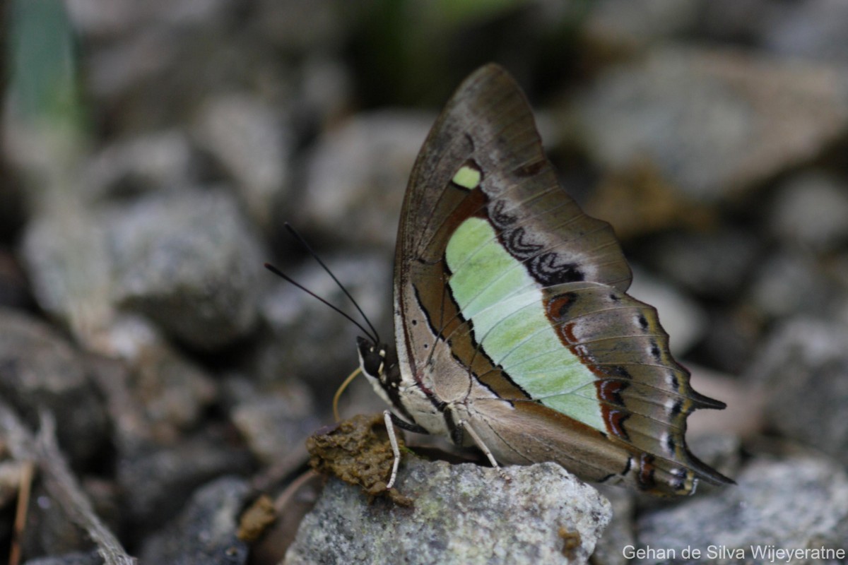 Polyura athamas Drury, 1770